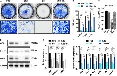 LRP5-Mediated Lipid Uptake Modulates Osteogenic Differentiation of Bone Marrow Mesenchymal Stromal Cells